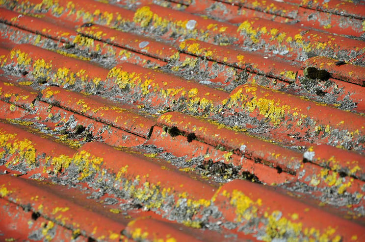 lichen on solar panels