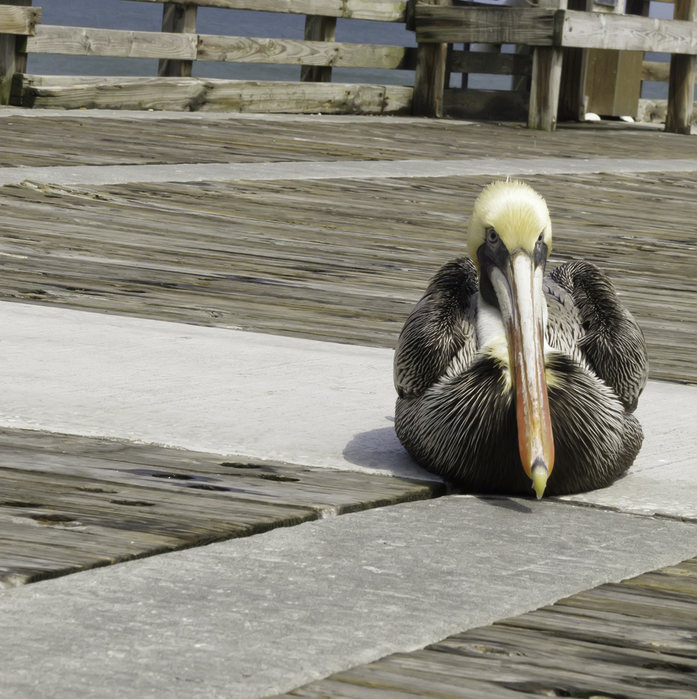 Adult pelican (Scientific name Pelecanus occidentalis) basking on fishing pier in Jacksonville Beach, Florida
