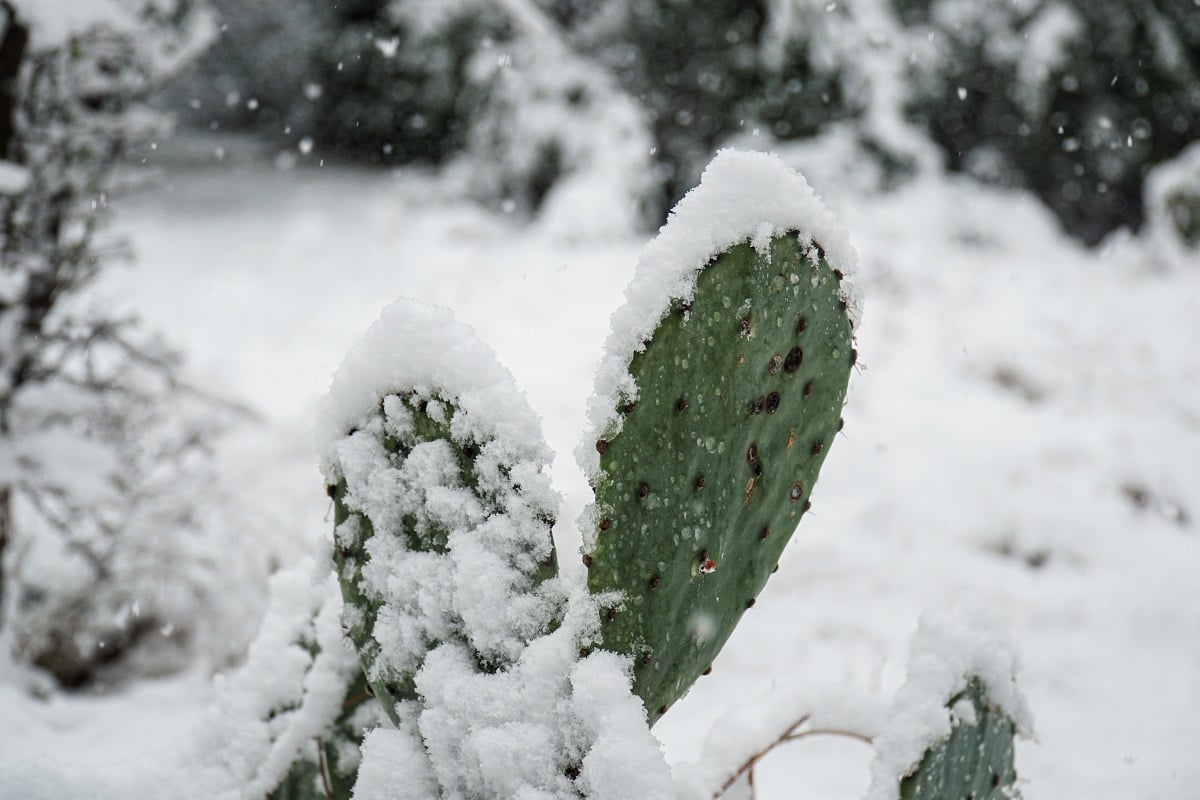 cactus in snow